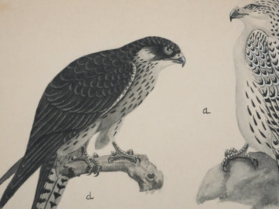 Louis DELAPCHIER : Faucons, Aquarelle originale signée