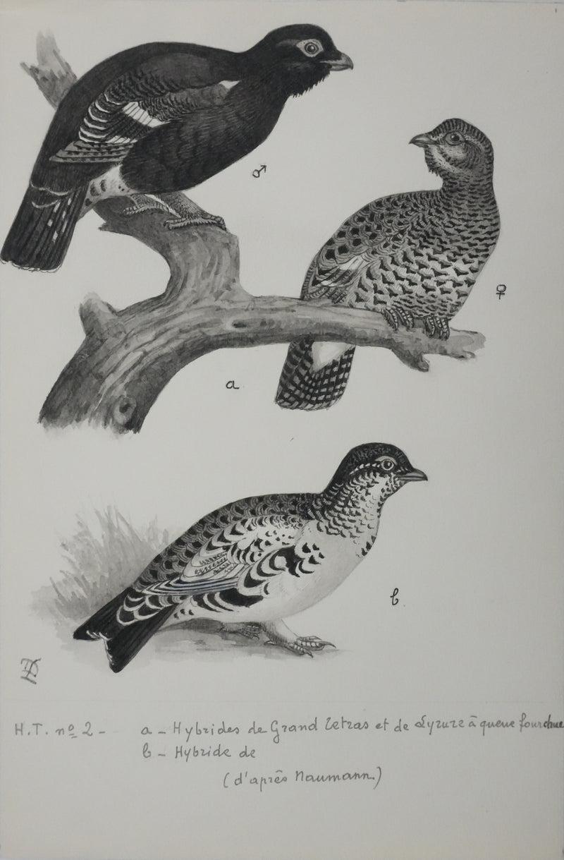 Louis DELAPCHIER : Hybrides de Grand Tetras, Aquarelle originale signée