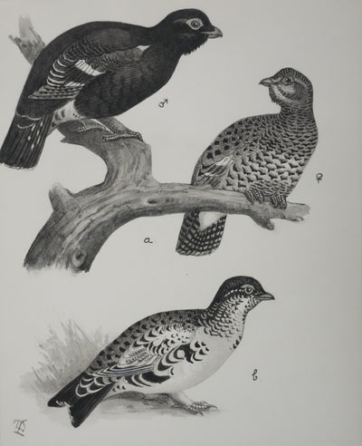 Louis DELAPCHIER : Hybrides de Grand Tetras, Aquarelle originale signée