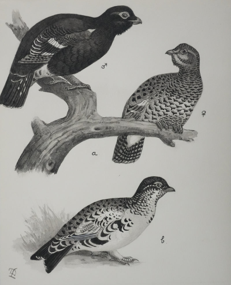 Louis DELAPCHIER : Hybrides de Grand Tetras, Aquarelle originale signée