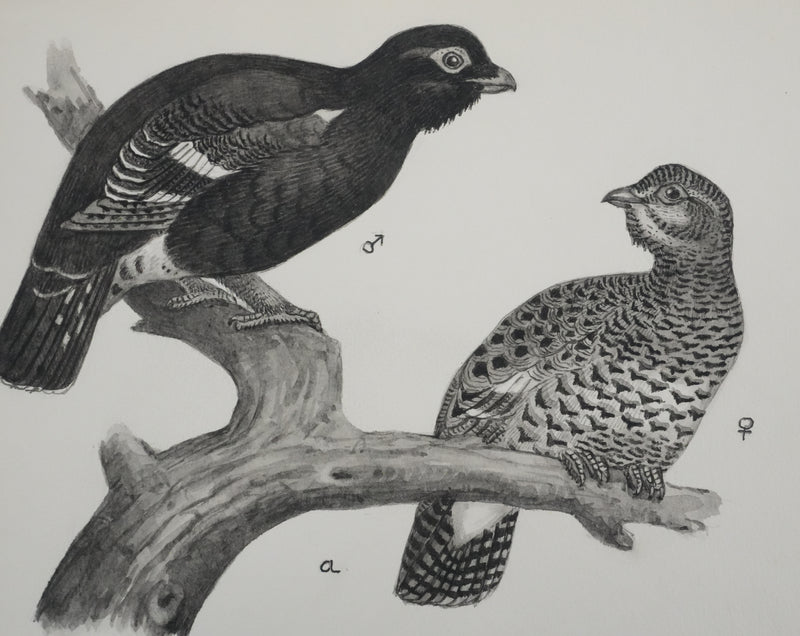 Louis DELAPCHIER : Hybrides de Grand Tetras, Aquarelle originale signée