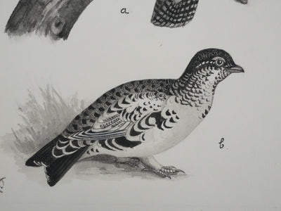 Louis DELAPCHIER : Hybrides de Grand Tetras, Aquarelle originale signée