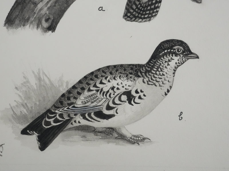 Louis DELAPCHIER : Hybrides de Grand Tetras, Aquarelle originale signée