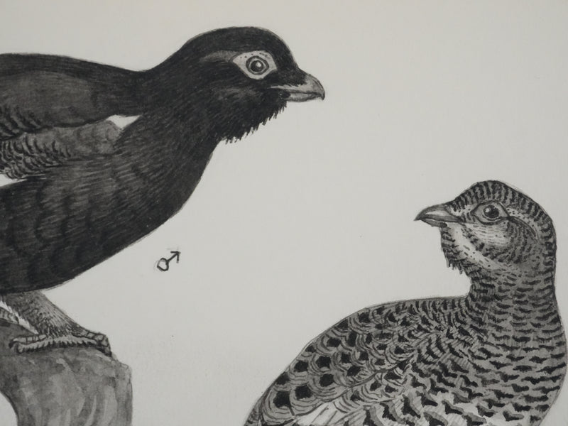 Louis DELAPCHIER : Hybrides de Grand Tetras, Aquarelle originale signée