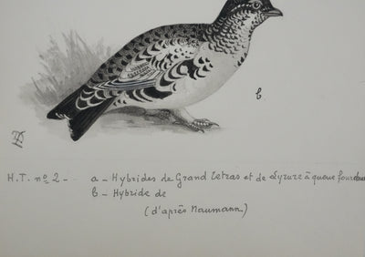 Louis DELAPCHIER : Hybrides de Grand Tetras, Aquarelle originale signée