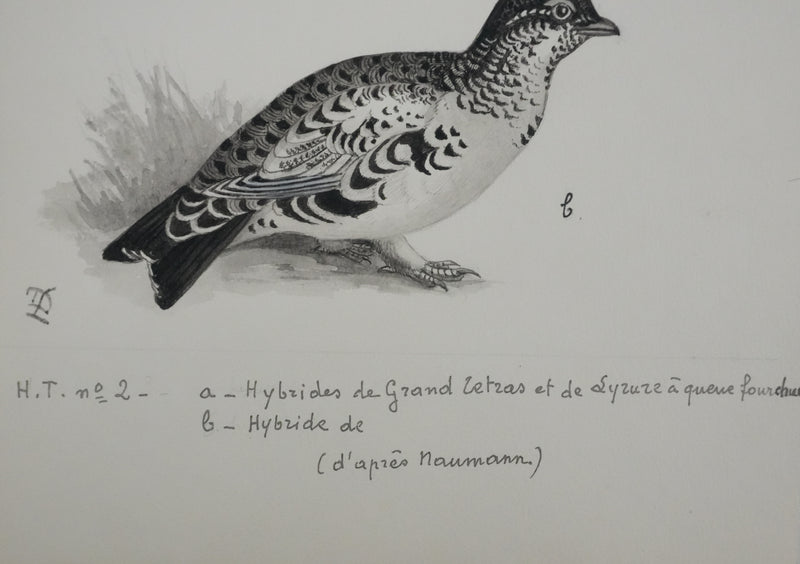 Louis DELAPCHIER : Hybrides de Grand Tetras, Aquarelle originale signée
