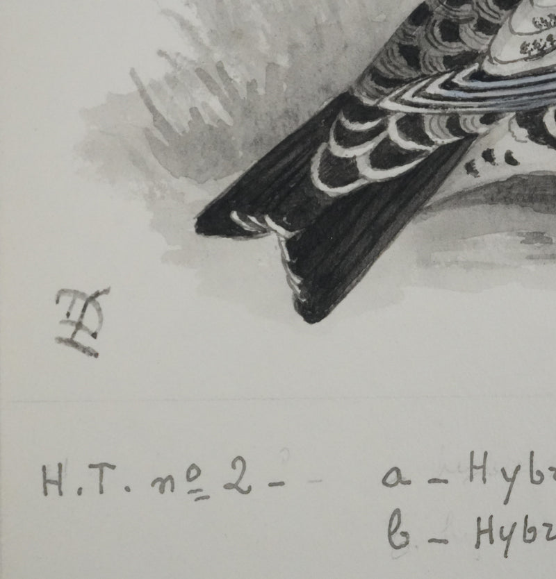 Louis DELAPCHIER : Hybrides de Grand Tetras, Aquarelle originale signée