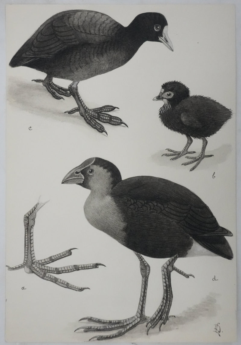 Louis DELAPCHIER : Poule d&