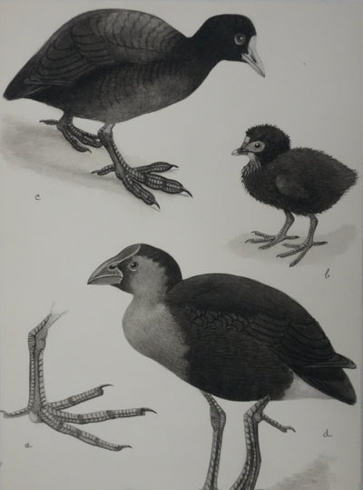 Louis DELAPCHIER : Poule d'eau, Foulque et Poule Sultane, Aquarelle originale signée