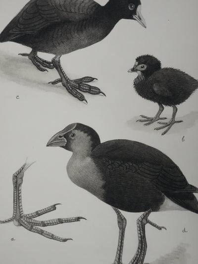 Louis DELAPCHIER : Poule d'eau, Foulque et Poule Sultane, Aquarelle originale signée