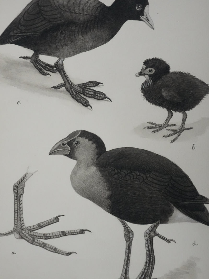 Louis DELAPCHIER : Poule d&