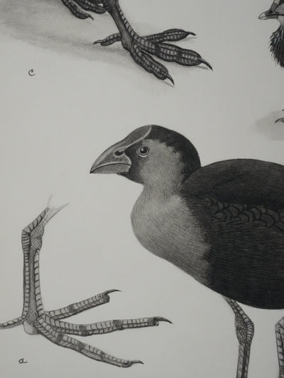 Louis DELAPCHIER : Poule d'eau, Foulque et Poule Sultane, Aquarelle originale signée