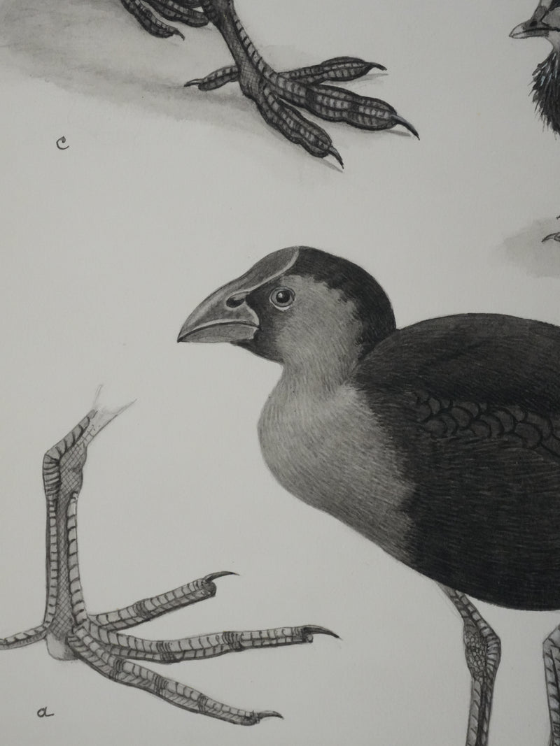 Louis DELAPCHIER : Poule d&