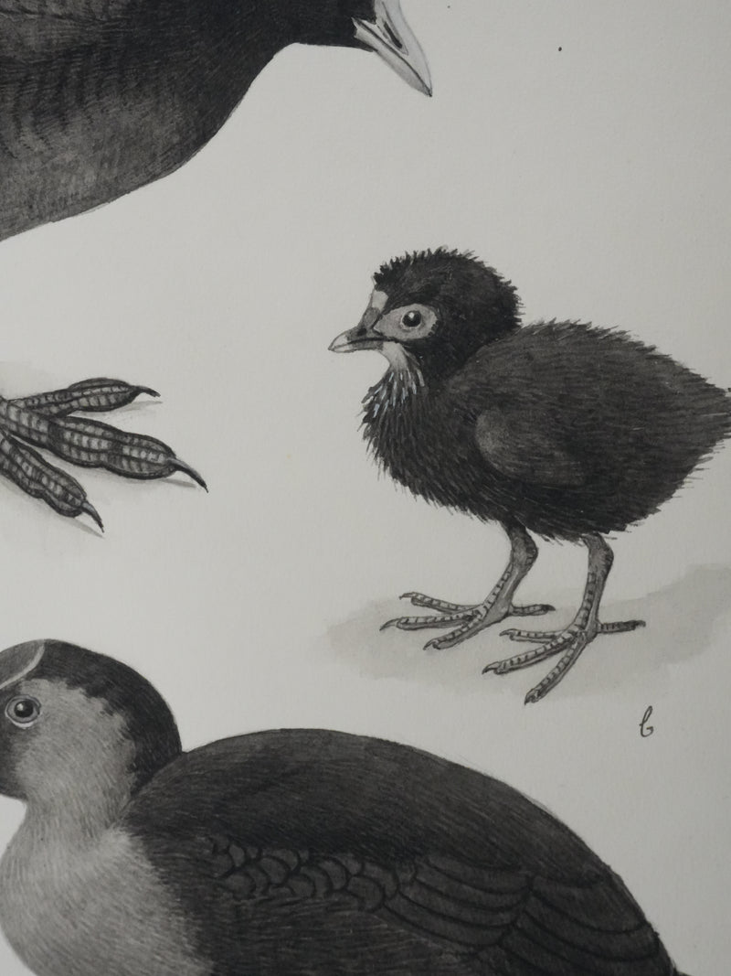 Louis DELAPCHIER : Poule d&