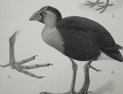 Louis DELAPCHIER : Poule d'eau, Foulque et Poule Sultane, Aquarelle originale signée