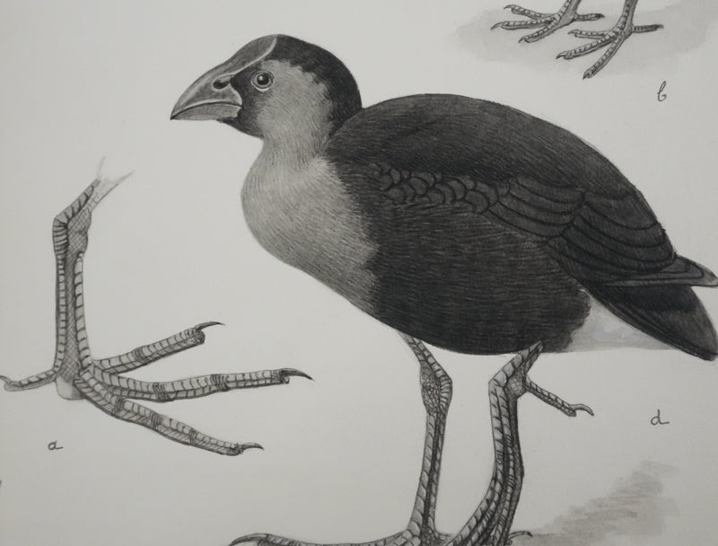 Louis DELAPCHIER : Poule d&