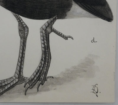 Louis DELAPCHIER : Poule d'eau, Foulque et Poule Sultane, Aquarelle originale signée