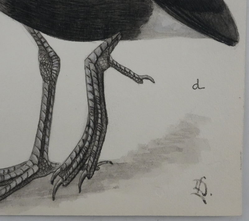 Louis DELAPCHIER : Poule d&