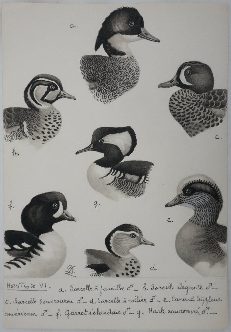 Louis DELAPCHIER : Sarcelles, Canard, Garrot et Harle, Aquarelle originale signée