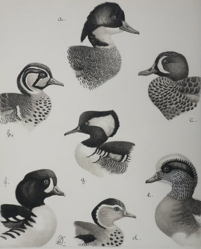 Louis DELAPCHIER : Sarcelles, Canard, Garrot et Harle, Aquarelle originale signée