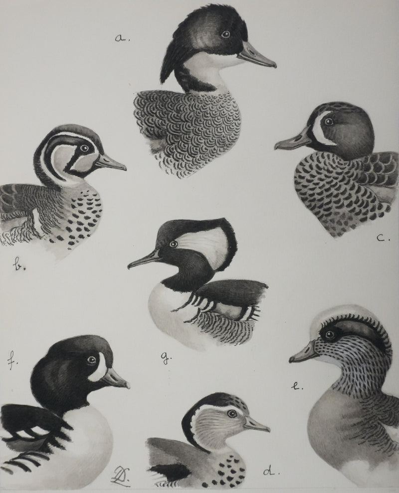 Louis DELAPCHIER : Sarcelles, Canard, Garrot et Harle, Aquarelle originale signée