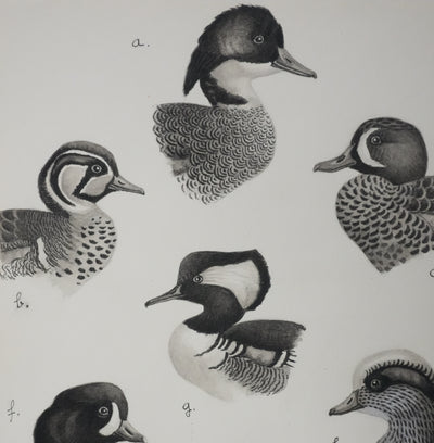 Louis DELAPCHIER : Sarcelles, Canard, Garrot et Harle, Aquarelle originale signée