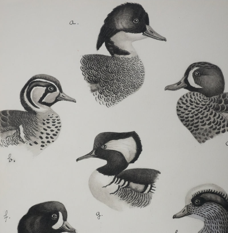 Louis DELAPCHIER : Sarcelles, Canard, Garrot et Harle, Aquarelle originale signée