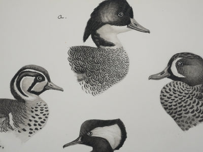 Louis DELAPCHIER : Sarcelles, Canard, Garrot et Harle, Aquarelle originale signée