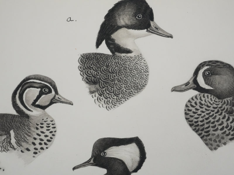 Louis DELAPCHIER : Sarcelles, Canard, Garrot et Harle, Aquarelle originale signée