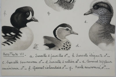Louis DELAPCHIER : Sarcelles, Canard, Garrot et Harle, Aquarelle originale signée