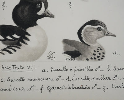 Louis DELAPCHIER : Sarcelles, Canard, Garrot et Harle, Aquarelle originale signée
