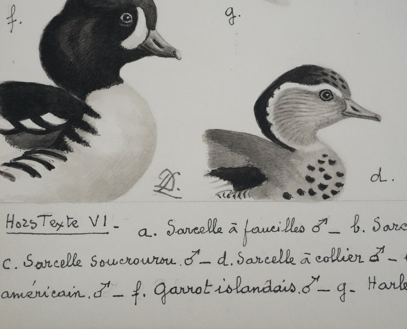 Louis DELAPCHIER : Sarcelles, Canard, Garrot et Harle, Aquarelle originale signée
