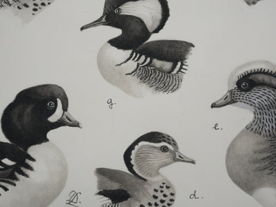 Louis DELAPCHIER : Sarcelles, Canard, Garrot et Harle, Aquarelle originale signée