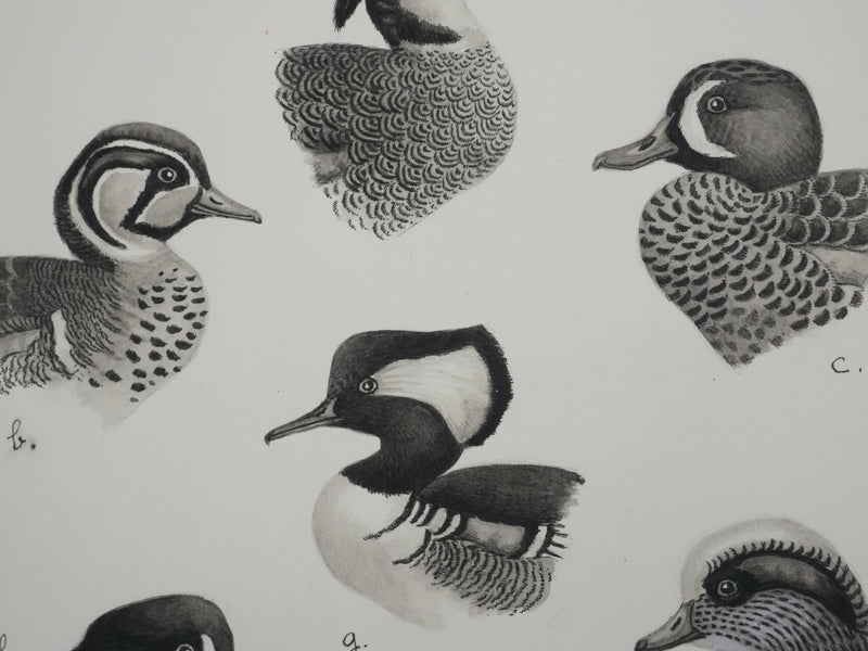 Louis DELAPCHIER : Sarcelles, Canard, Garrot et Harle, Aquarelle originale signée