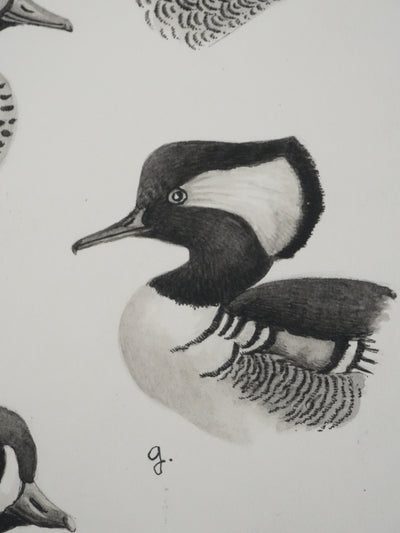 Louis DELAPCHIER : Sarcelles, Canard, Garrot et Harle, Aquarelle originale signée