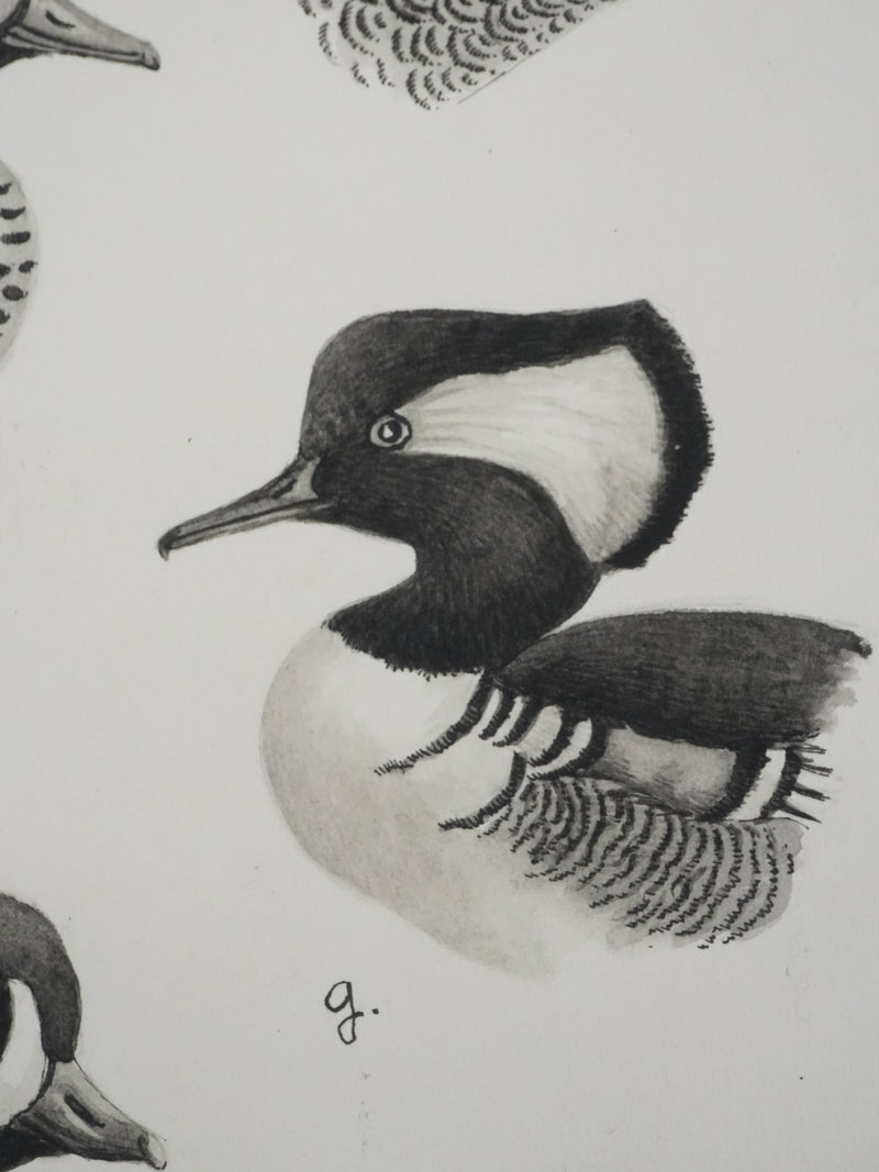 Louis DELAPCHIER : Sarcelles, Canard, Garrot et Harle, Aquarelle originale signée