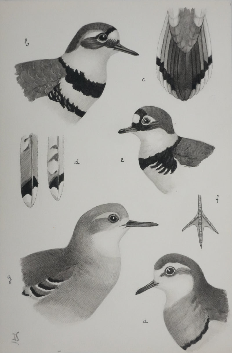 Louis DELAPCHIER : Guignard et Pluvier, Aquarelle originale signée