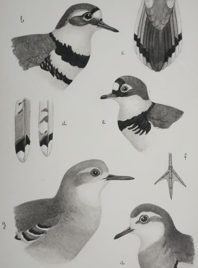 Louis DELAPCHIER : Guignard et Pluvier, Aquarelle originale signée