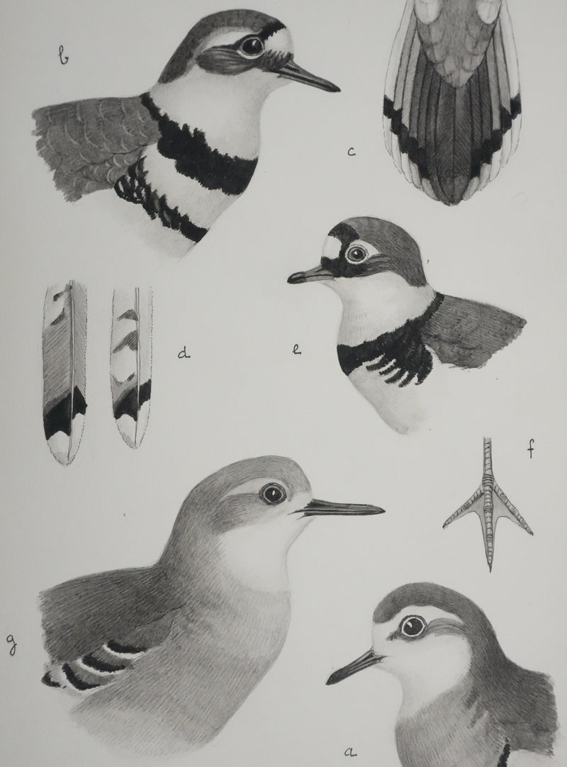 Louis DELAPCHIER : Guignard et Pluvier, Aquarelle originale signée