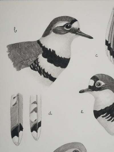Louis DELAPCHIER : Guignard et Pluvier, Aquarelle originale signée