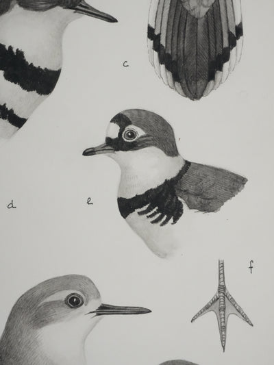 Louis DELAPCHIER : Guignard et Pluvier, Aquarelle originale signée