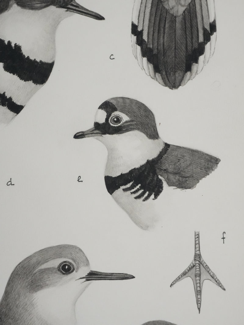 Louis DELAPCHIER : Guignard et Pluvier, Aquarelle originale signée