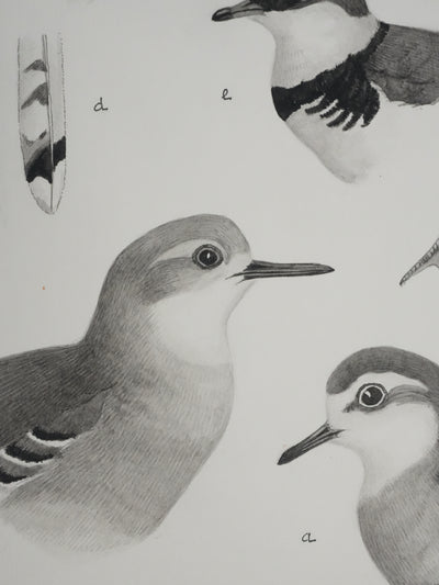 Louis DELAPCHIER : Guignard et Pluvier, Aquarelle originale signée