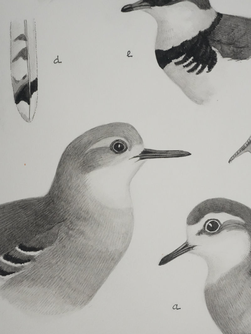 Louis DELAPCHIER : Guignard et Pluvier, Aquarelle originale signée