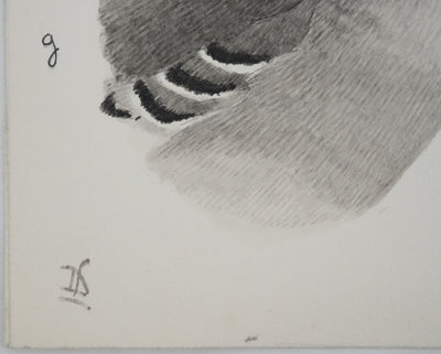 Louis DELAPCHIER : Guignard et Pluvier, Aquarelle originale signée