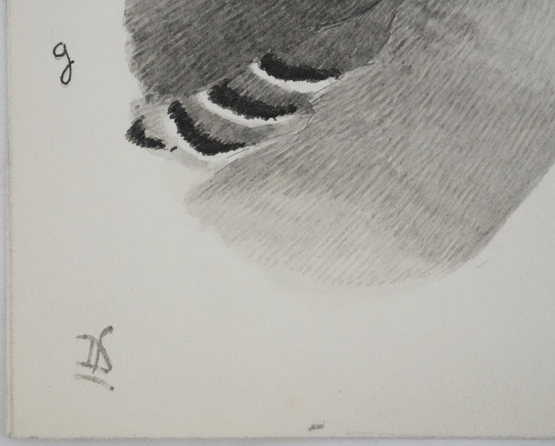 Louis DELAPCHIER : Guignard et Pluvier, Aquarelle originale signée