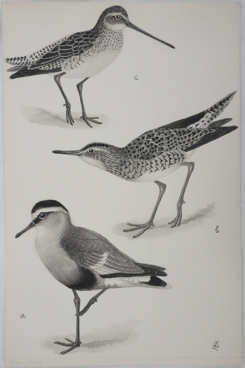 Louis DELAPCHIER : Bartramie à longue queue, Aquarelle originale signée