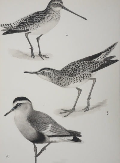 Louis DELAPCHIER : Bartramie à longue queue, Aquarelle originale signée