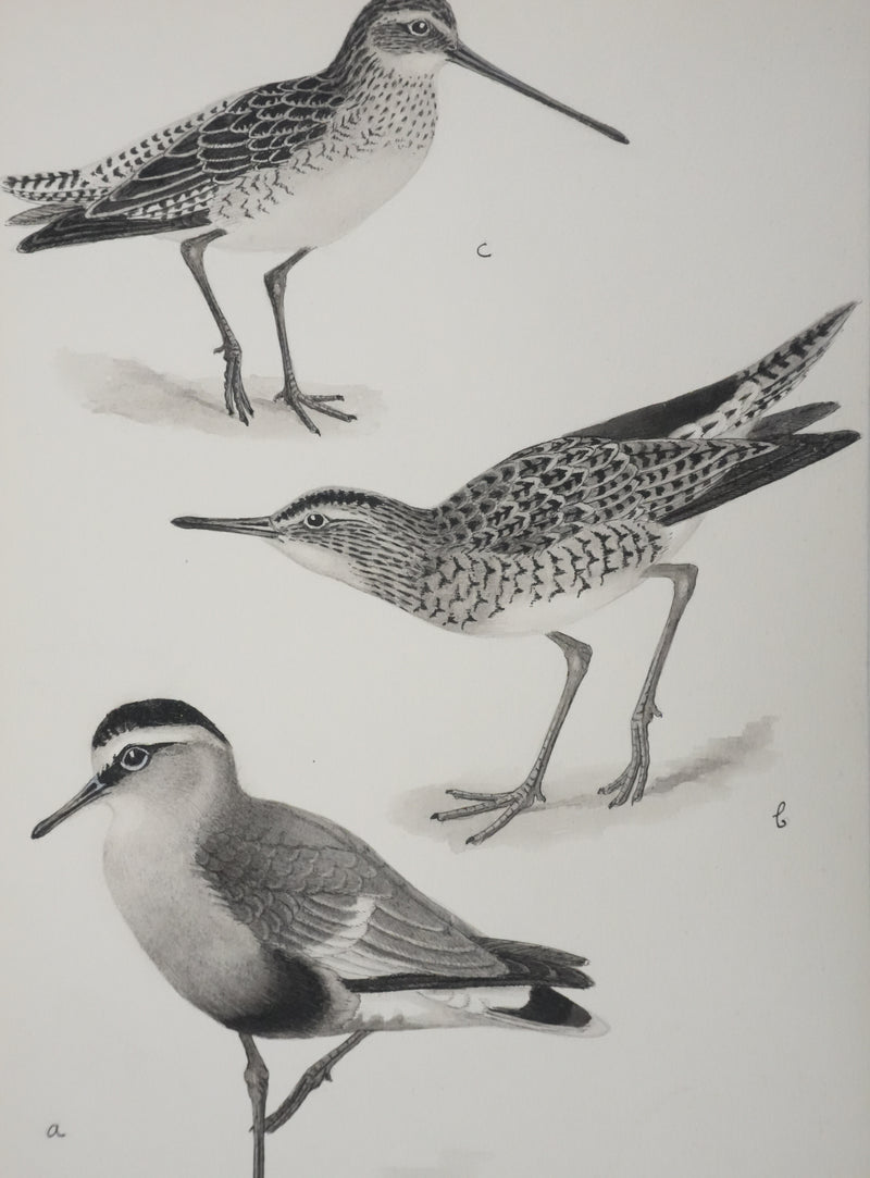 Louis DELAPCHIER : Bartramie à longue queue, Aquarelle originale signée