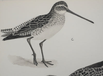 Louis DELAPCHIER : Bartramie à longue queue, Aquarelle originale signée